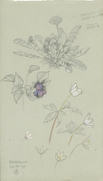 Flower Studies, Bewdley, 20.IV.1897