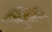 Rhino sleeping