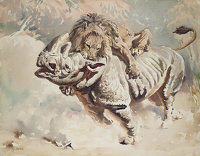 Lion attacking Rhino
