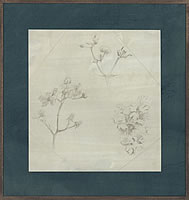 Study of branches and flowers