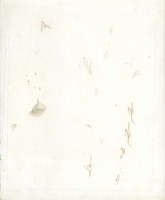 Sheet of Studies of Snowdrops