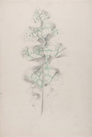 Study of a variagated croton leaf