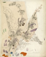 Salvia Verbascifolia