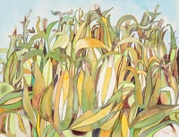 Fields with  ripening corn, circa 1970