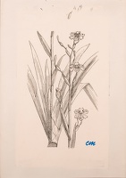 Sketch for Iris japonica (Ledger’s...