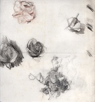 Sheet of flower studies