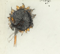 Study of a sunflower head, mid 1930's