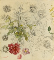 A sheet of studies of roses