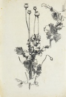 Study of poppy heads, 1930's