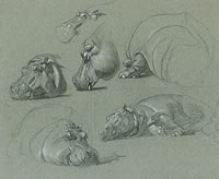 Studies of a hippopotamus
