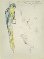 Study of a Macaw late 1940's (S|R 75)